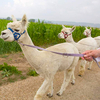 Alpaca Trekking in Kent