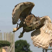 Falconry in Dorset