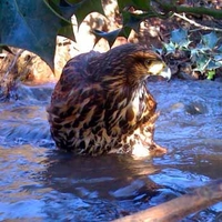Falconry North Wales