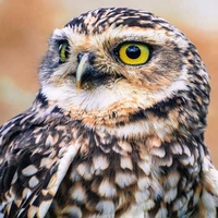 Falconry Northamptonshire